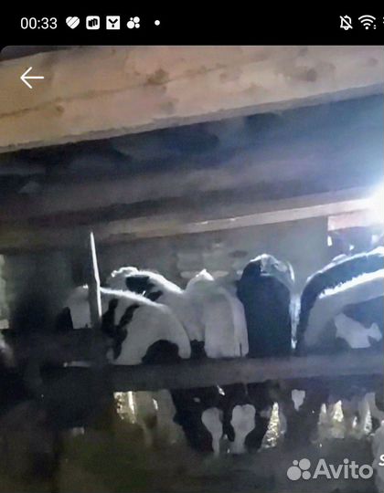 Бычки на дорост