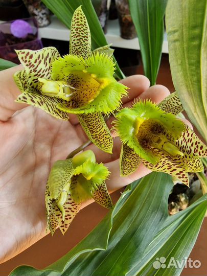 Орхидея катасетум