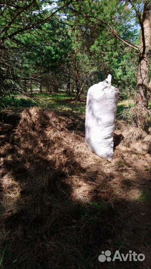 Игольник сосновый