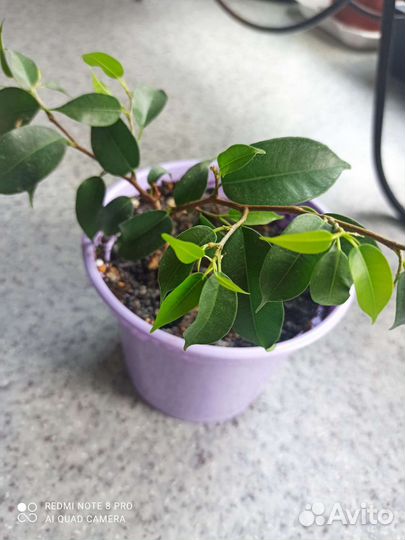 Комнатные растения