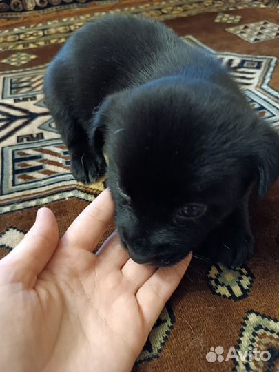 Щенки в добрые руки