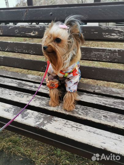 Йоркширский терьер