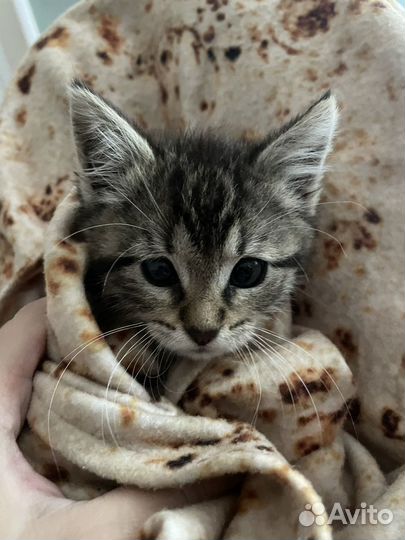 Котенка Мася