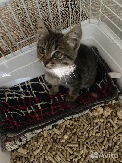 Котик бесплатно