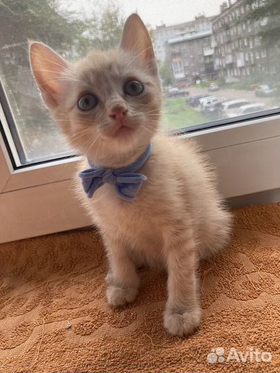 Кошка в дар
