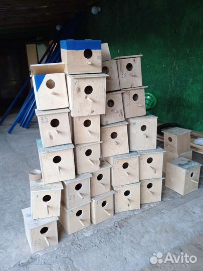 Волнистый попугай