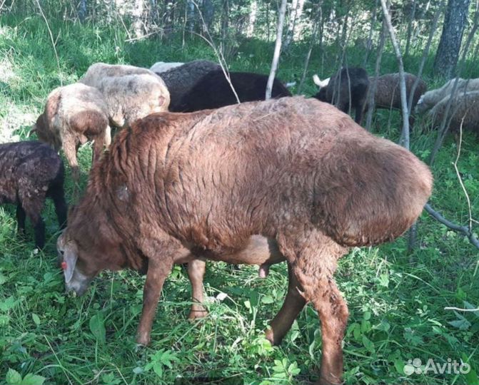 Курдючный баран