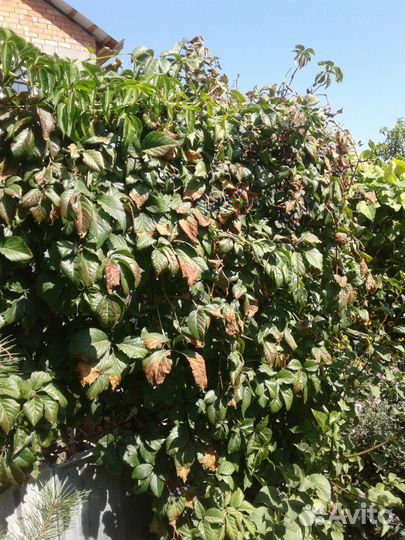 Виноград винный Изабелла,декоративный-Девичий