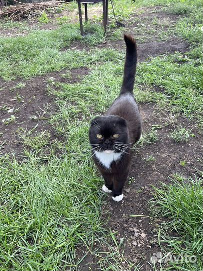 Кот в добрые руки