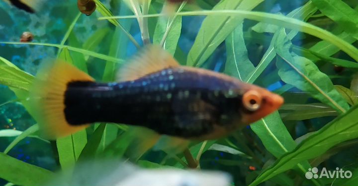 Меченосцы разные