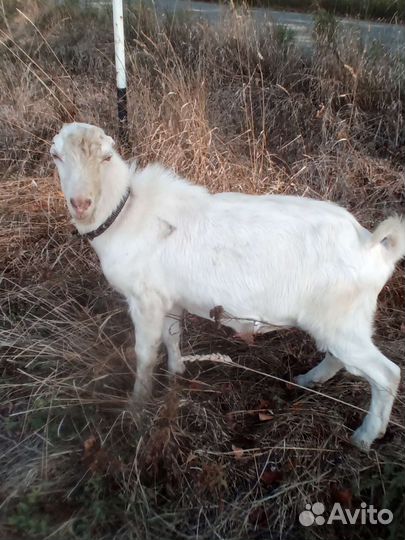 Козел для случки