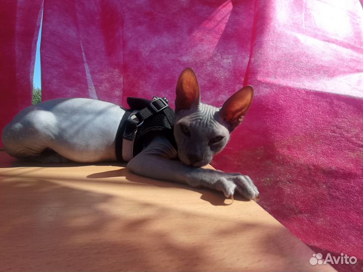 Донской сфинкс вязка