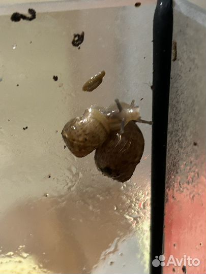 Улитки ахатины