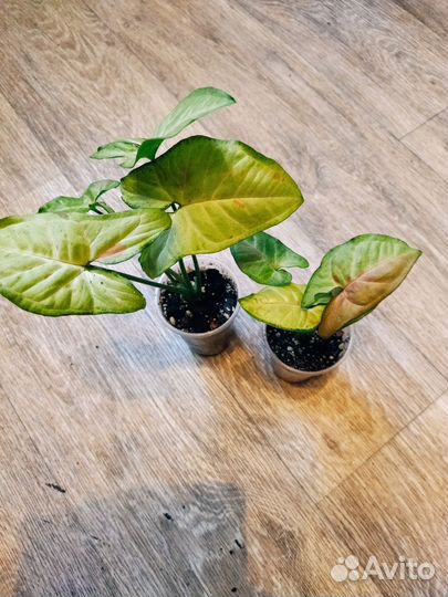 Сингониумы сортовые