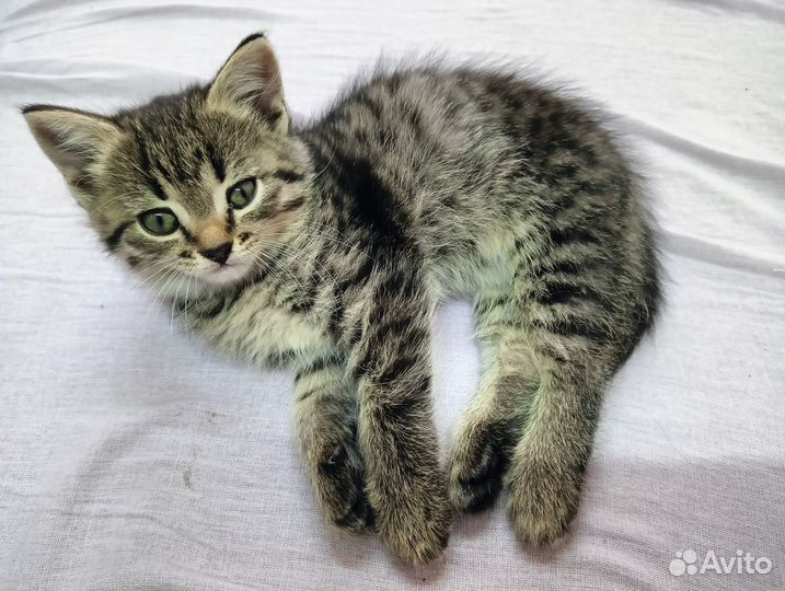 Кошечки 1 мес