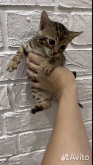 Бенгальская котята