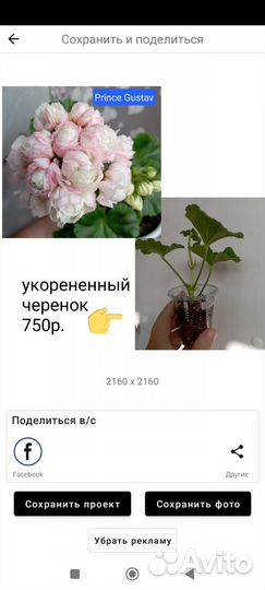 Черенки пеларгоний