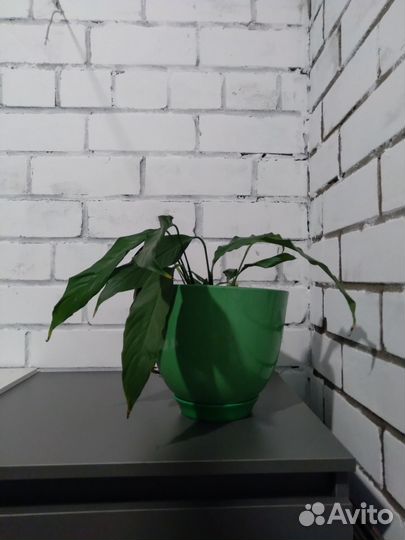 Спатифиллум женское счастье вместе с кашпо