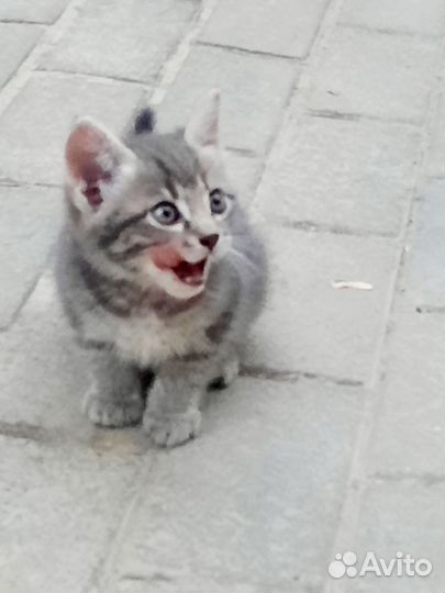 Котята в дар