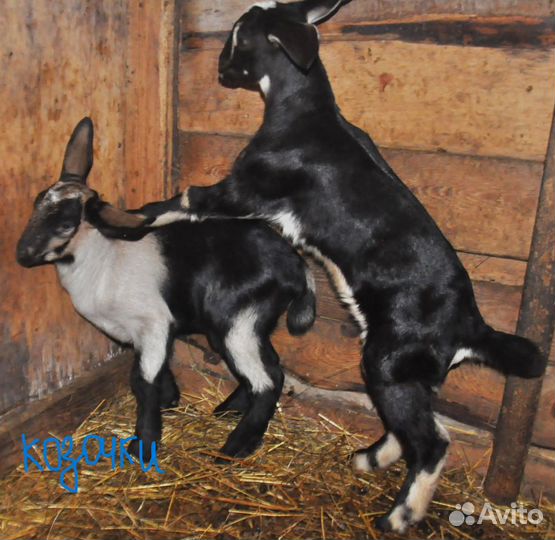 Козлики 1 месяц