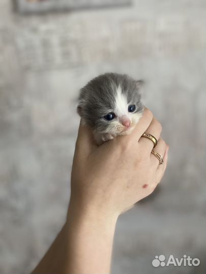 Отдам в добрые руки
