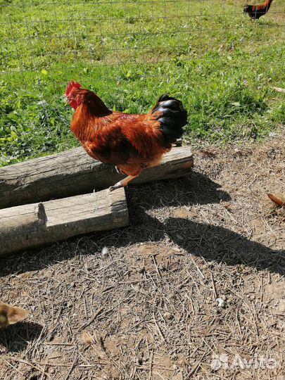 Молодые петушки