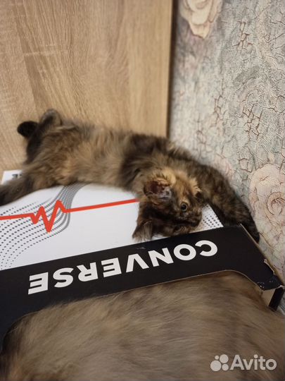 Кошка в дар бесплатно