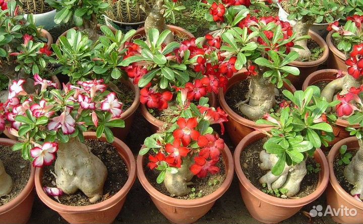 Адениум обесум