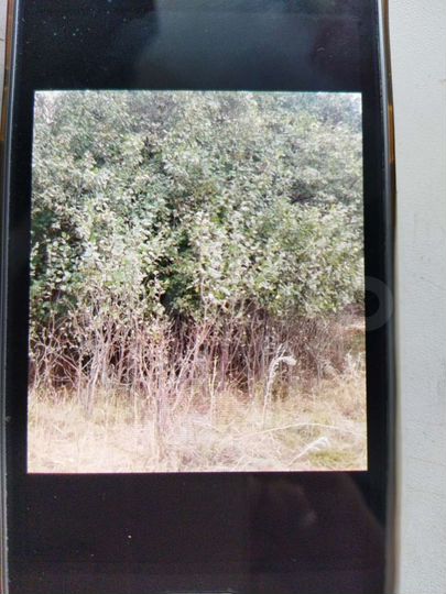 Участок 15 сот. (СНТ, ДНП)