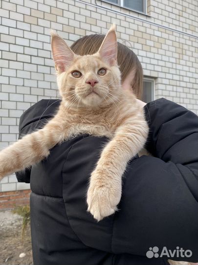 Котики Мейн-кун