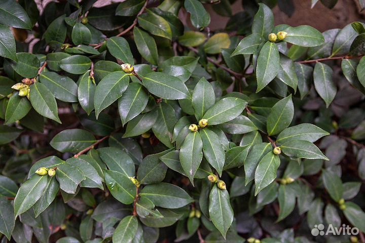 Камелия китайская (чай), семена