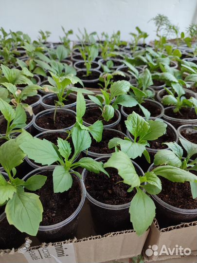 Астра рассада