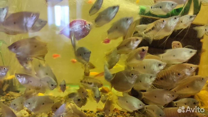 Аквариумные рыбки