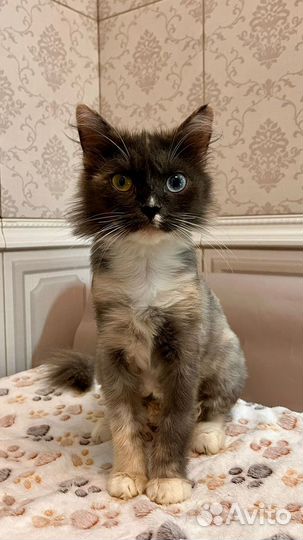 Кошкам нужен дом