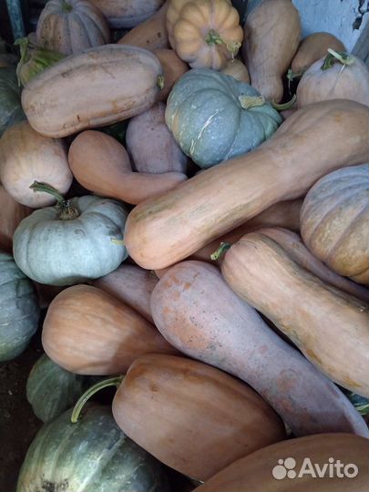 Домашняя тыква