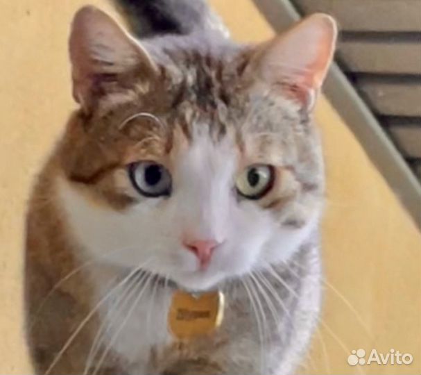 Кот разноглазый