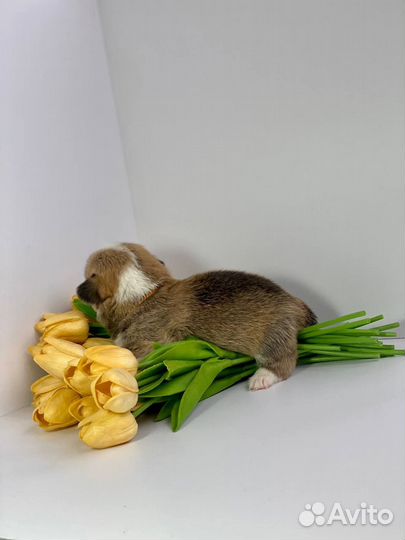 Вельш-корги пемброк