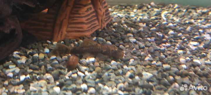 Гуппи, Пара Анциструс, золотой анцитрус