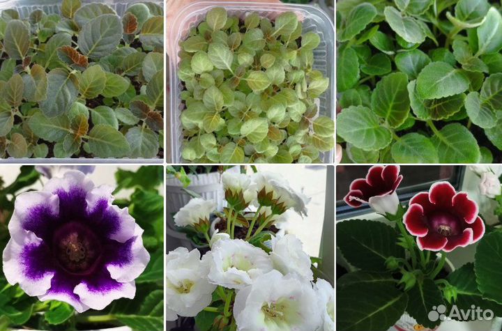 Детки глоксинии