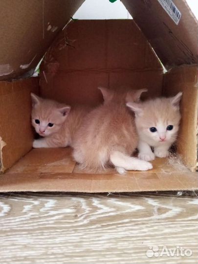 Кошки в добрые руки бесплатно