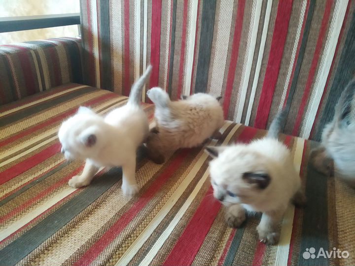 Тайские котята