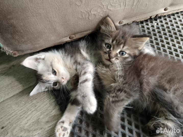 Котята отдам бесплатно
