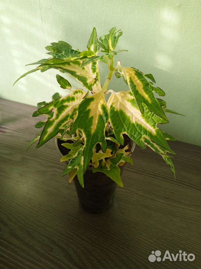 Комнатные цветы