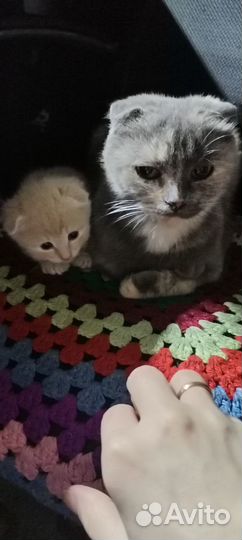 Британец мальчик 1.5мес