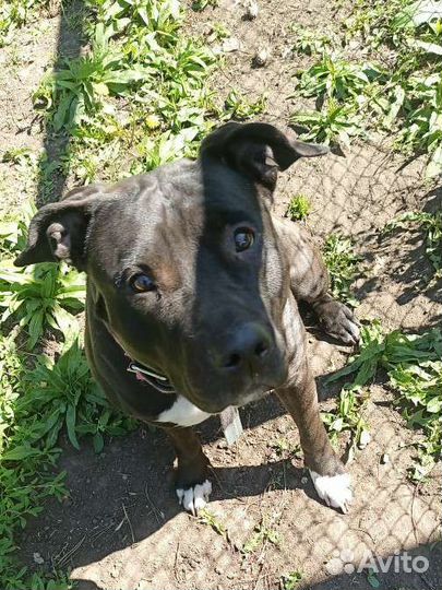 Питбуль Боня