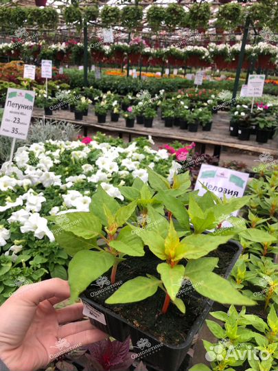 Целозия в кассетах