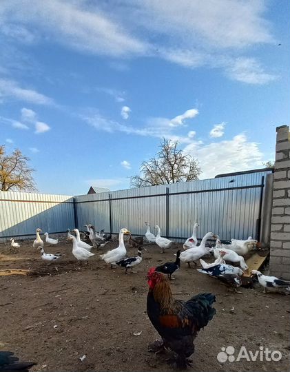 Гуси,индоутки