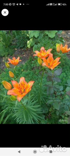 Хосты, лилии