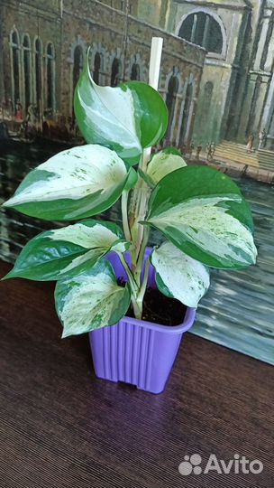 Эпипремнум. Сциндапсус. Филодендрон