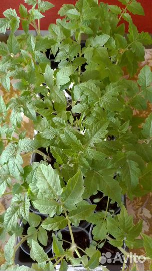 Рассада томатов